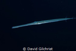 A coronetfish glides out of the gloom in the Red Sea,Egypt by David Gilchrist 